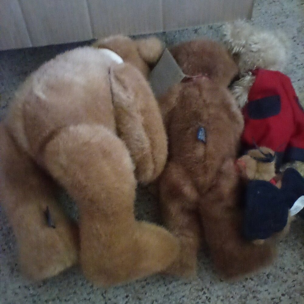 Boyd's bear - Picture 2 of 2
